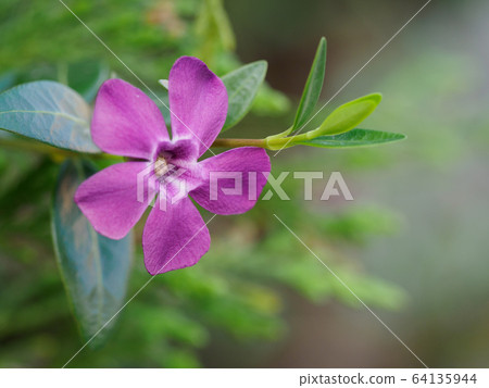 紅紫色長春花 紅紫色長春花 64135944
