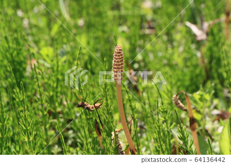 Horsetail of Koishikawa Korakuen 64136442