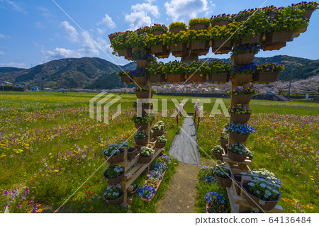 Flower garden and row of cherry blossom trees along the Naka River [Matsuzaki-cho, Shizuoka Prefecture] 64136484