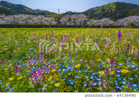 Flower garden and row of cherry blossom trees along the Naka River [Matsuzaki-cho, Shizuoka Prefecture] 64136490