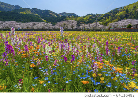 Flower garden and row of cherry blossom trees along the Naka River [Matsuzaki-cho, Shizuoka Prefecture] 64136492