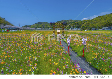 Flower garden and row of cherry blossom trees along the Naka River [Matsuzaki-cho, Shizuoka Prefecture] 64136493