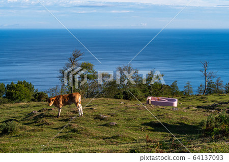 A cow grazing on the green field with pink bath and sea at the background, Irun, Basque Country, Spain. A cow grazing on the green field with pink bath and sea at the background, Irun, Basque Country, Spain. 64137093
