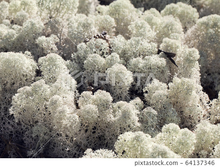 Reindeer lichen, close-up 64137346