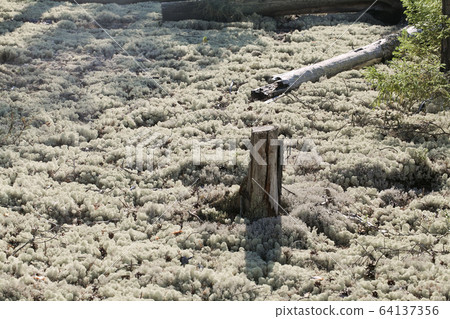Reindeer lichen, close-up 64137356