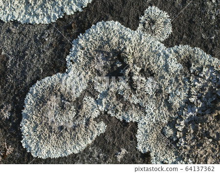 Lichen on a stone 64137362