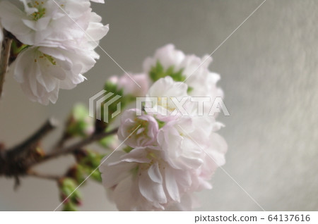 櫻桃樹 櫻桃樹 64137616