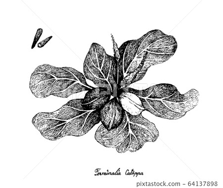 Hand Drawn of Terminalia Catappa Fruits on White Hand Drawn of Terminalia Catappa Fruits on White 64137898