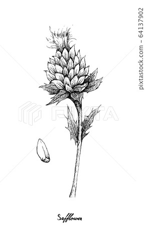 Hand Drawn of Safflower and Seed Hand Drawn of Safflower and Seed 64137902