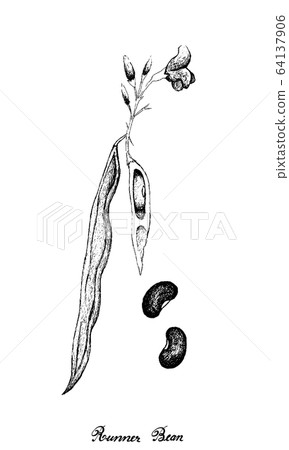 Hand Drawn of Fresh Green Runner Bean Plant Hand Drawn of Fresh Green Runner Bean Plant 64137906