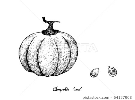 Hand Drawn of Pumpkins with Seed on White Hand Drawn of Pumpkins with Seed on White 64137908