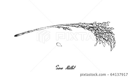 Hand Drawn of Ripe Proso Millet on White 64137917