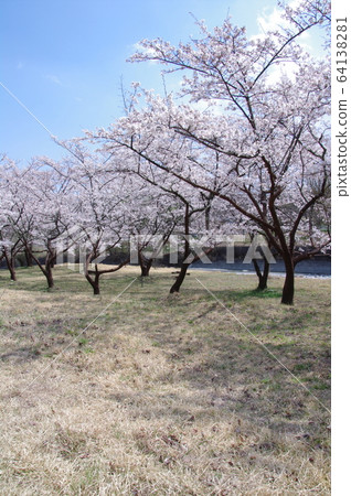 神宮川河床(山梨縣博多市) 神宮川河床(山梨縣博多市) 64138281
