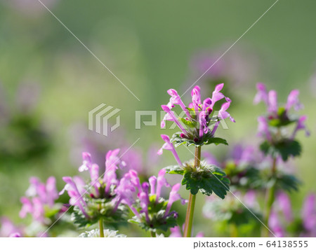 Hotokenoza blooming in the field of spring Hotokenoza blooming in the field of spring 64138555