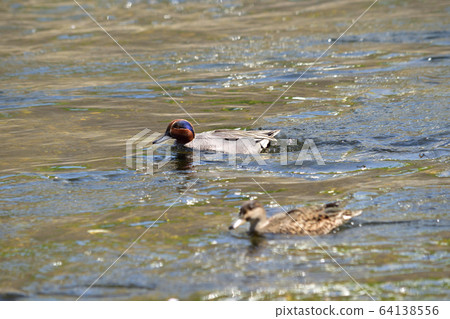 鴨（DUCK） 64138556