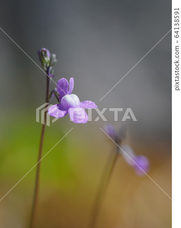 Matsu bouncing run in the spring of spring 64138591