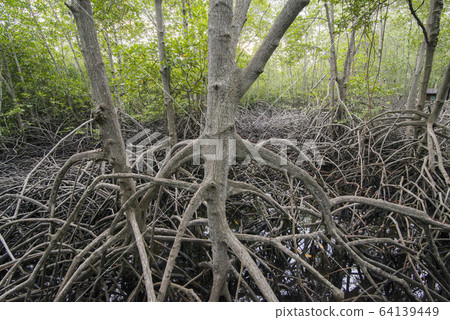 ASIA THAILAND HUA HIN MANGROVE FOREST PARK 64139449