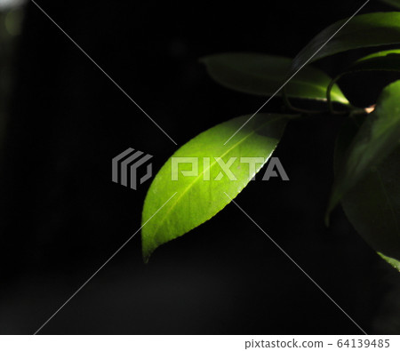 Glowing leaves / black background Glowing leaves / black background 64139485