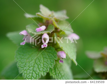 Blossoming bloom in spring field 64139509