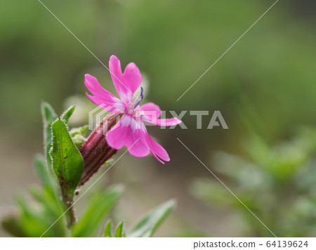 Pink skull Pink skull 64139624