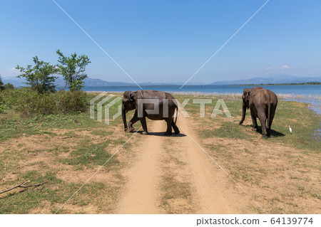 Close up of elephants eating in a Udawalawe National Park of Sri Lanka Close up of elephants eating in a Udawalawe National Park of Sri Lanka 64139774