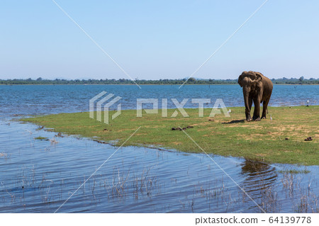 Close up of elephant eating in a Udawalawe National Park of Sri Lanka 64139778