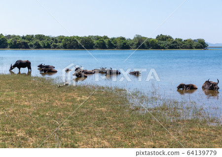 Wild buffaloes escape from the heat in the lake in Udawalawe National Park 64139779