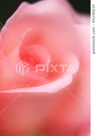 Close up of pink rose 64140810