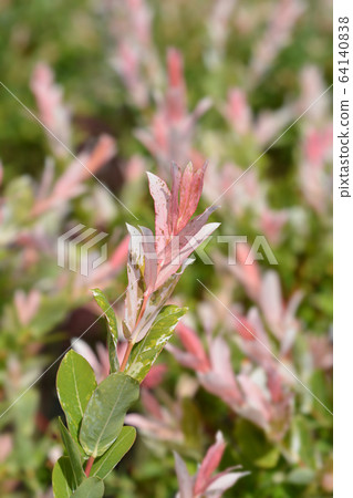 Flamingo Willow Hakuro Nishiki Flamingo Willow Hakuro Nishiki 64140838