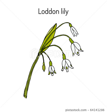 Loddon lily Leucojum aestivum , or summer snowflake, medicinal plant Loddon lily Leucojum aestivum , or summer snowflake, medicinal plant 64141286