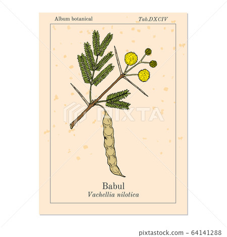 Babul Vachellia nilotica , or thorny acacia, medicinal plant 64141288