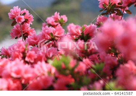 Azalea Azalea 64141587
