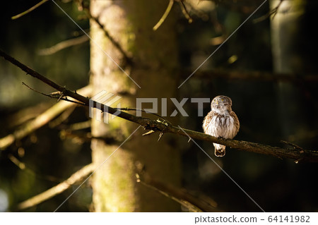 Small eurasian pygmy owl sitting on a branch in forest at sunrise Small eurasian pygmy owl sitting on a branch in forest at sunrise 64141982