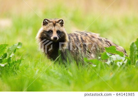 Shy raccoon dog looking away on a meadow in summertime Shy raccoon dog looking away on a meadow in summertime 64141985