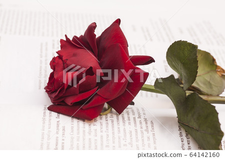 open book and red rose 64142160
