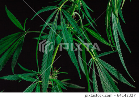 Thematic photos of hemp and marijuana Green leaf 64142327