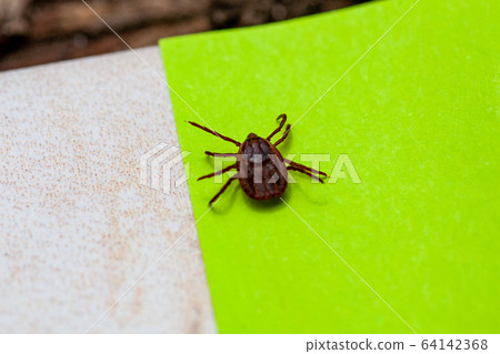 A dangerous parasite and infection carrier mite A dangerous parasite and infection carrier mite 64142368