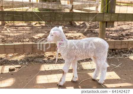 Baby sheep @ Narita city, Chiba prefecture * Japan 64142427