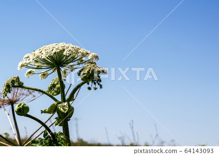 heracleum sosnowskyi. dangerous toxic plant. threat to humans heracleum sosnowskyi. dangerous toxic plant. threat to humans 64143093