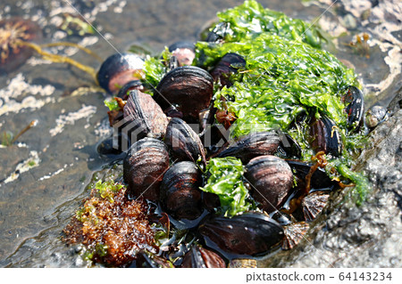 海洋,貝類,甲殼類,生態系統,魚類,海洋 海洋,貝類,甲殼類,生態系統,魚類,海洋 64143234
