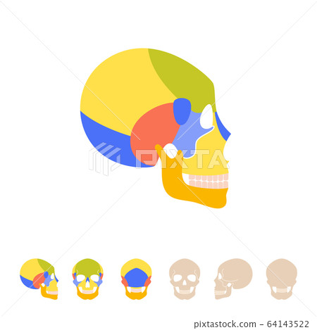 Human skull anatomy Human skull anatomy 64143522