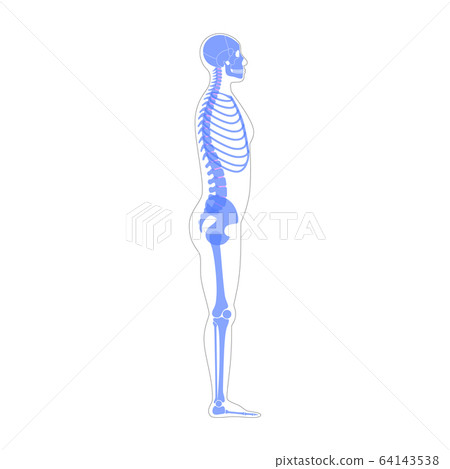 Human man skeleton anatomy Human man skeleton anatomy 64143538