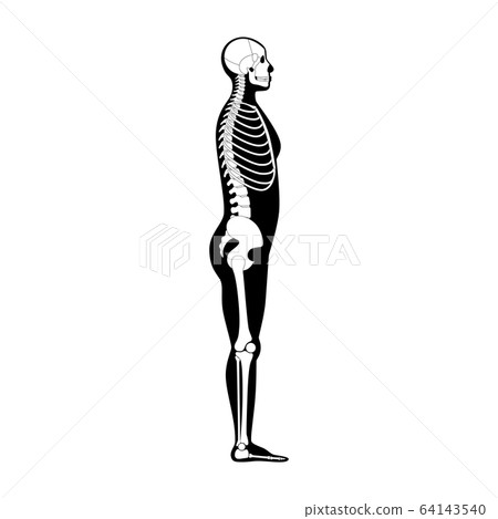 Human man skeleton anatomy Human man skeleton anatomy 64143540