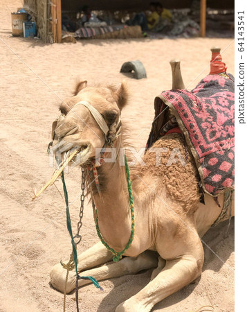 A portrait of a two-humped yellow desert A portrait of a two-humped yellow desert 64143541