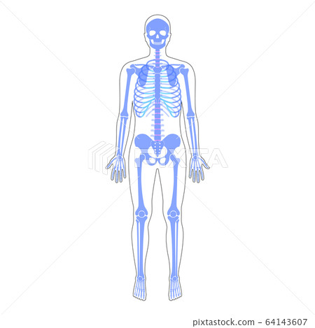 Human man skeleton anatomy 64143607