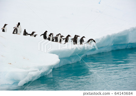 Queue Of Penguins Lined Up On Iceberg To Jump Into Water In Antarctica 64143684