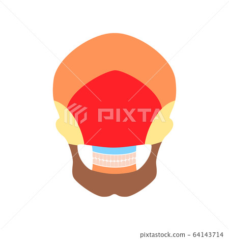 Human skull anatomy. Human skull anatomy. 64143714