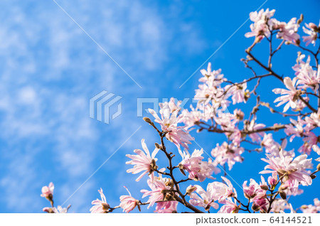 Pink side flower Pink side flower 64144521