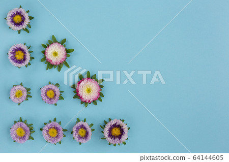 Callistephus chinensis isolated on blue background 64144605