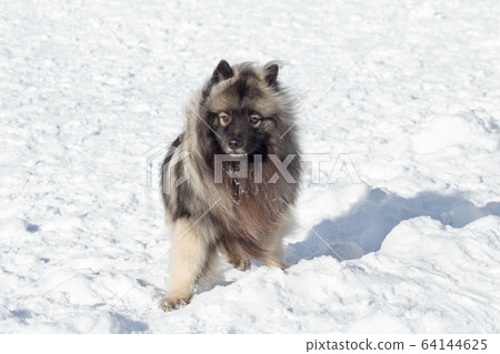 Deutscher wolfspitz puppy is looking at the camera Deutscher wolfspitz puppy is looking at the camera 64144625
